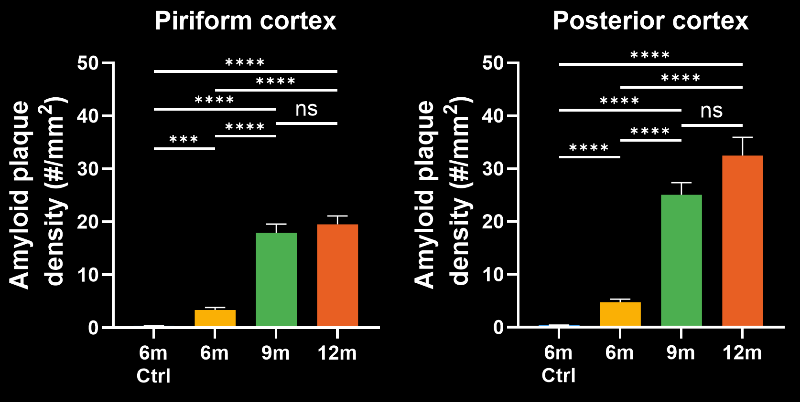 Comparison of Amyloid Plaque density in Control (6 month) and ARTE 10 (6, 9, and 12 month) old mice