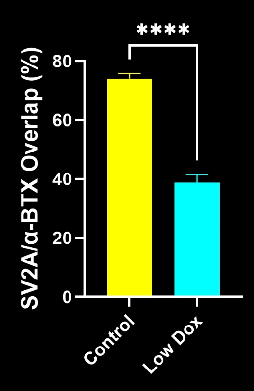 A graph showing differences in NMJ innervation between Low Dox and control mice