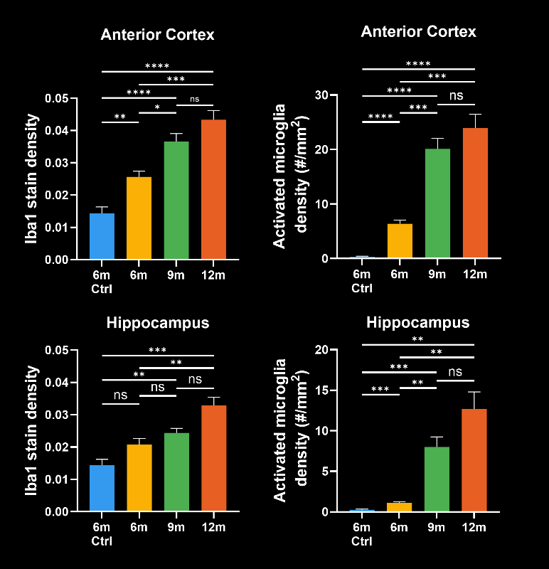 Iba-1 Staining and Activated Microglia Density in the Anterior Cortex and Hippocampus of  control (WT;6 month) and ARTE10 (6, 9, and 12 month) old Mice