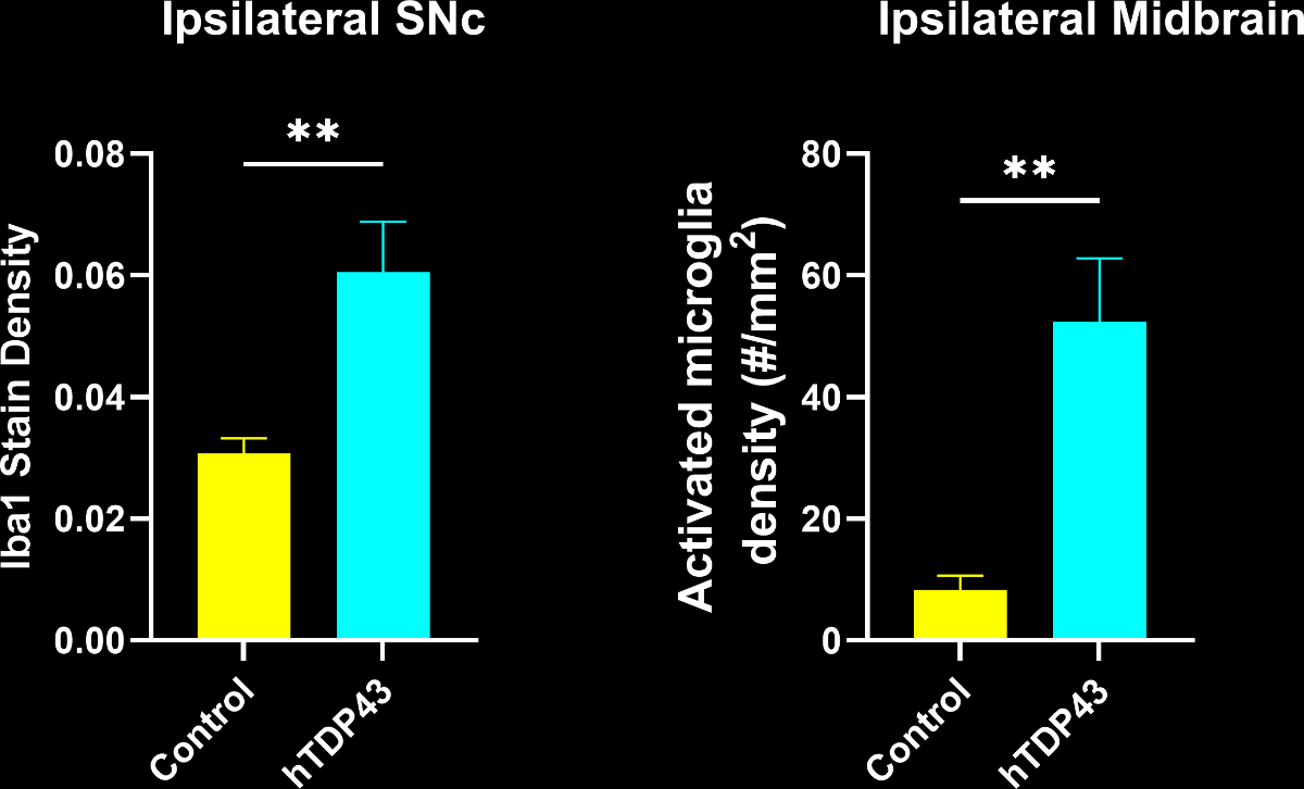 Graph showing an increase in Iba1 stain density and activated microglia density in the SNc and midbrain of the disease group.