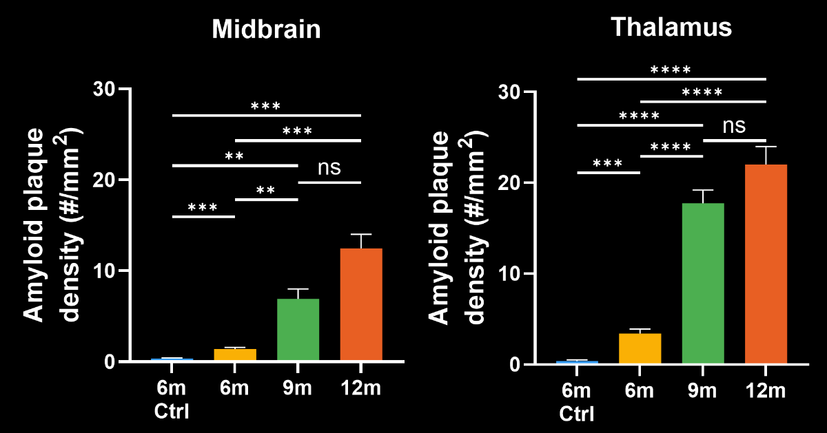 Comparison of amyloid plaque density in the midbrain and thalamic regions of control (WT; 6 months) and ARTE10 mice at 6, 9, and 12 months of age.