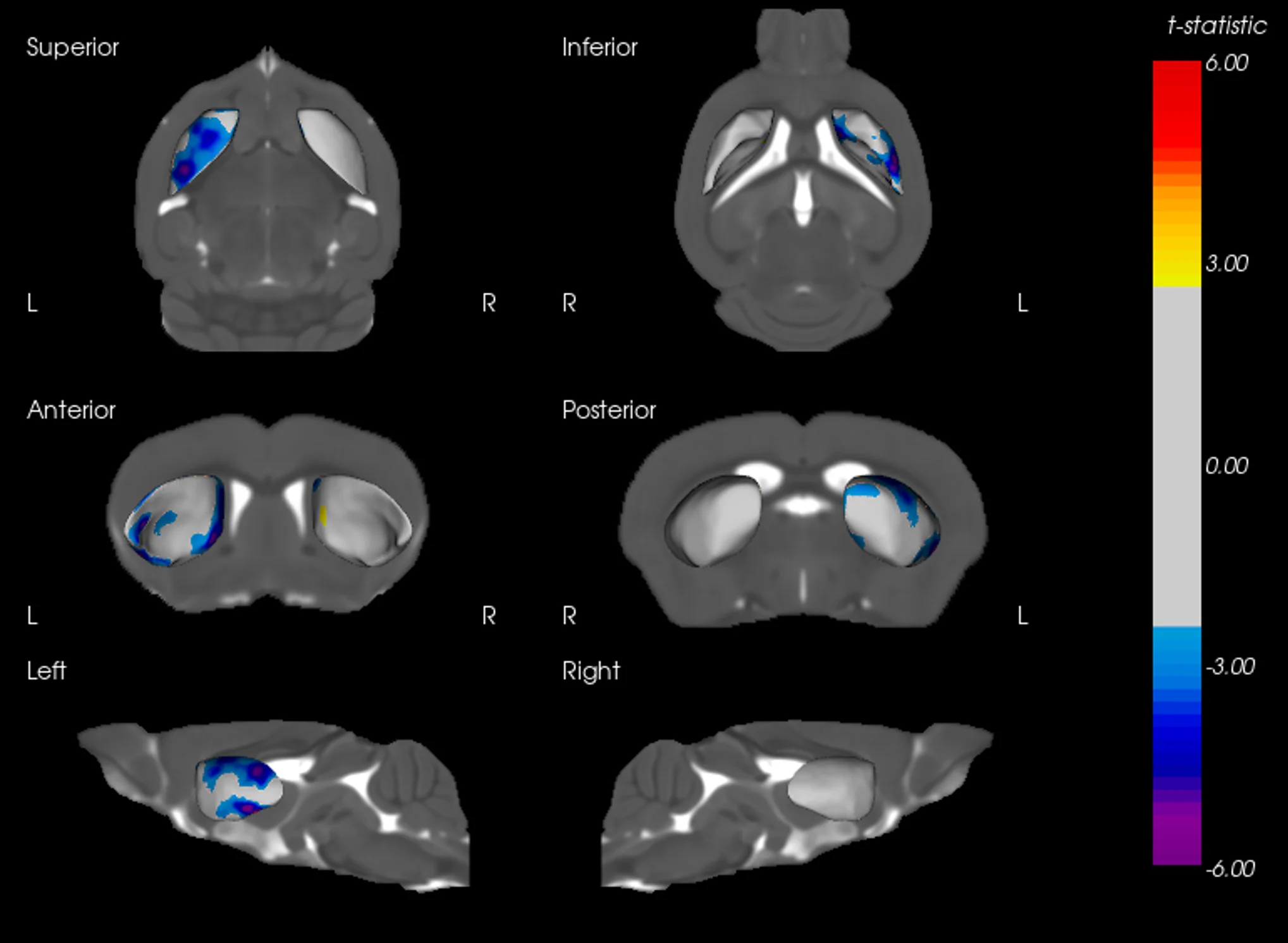 AAV-Tau 小鼠纹状体表面变形