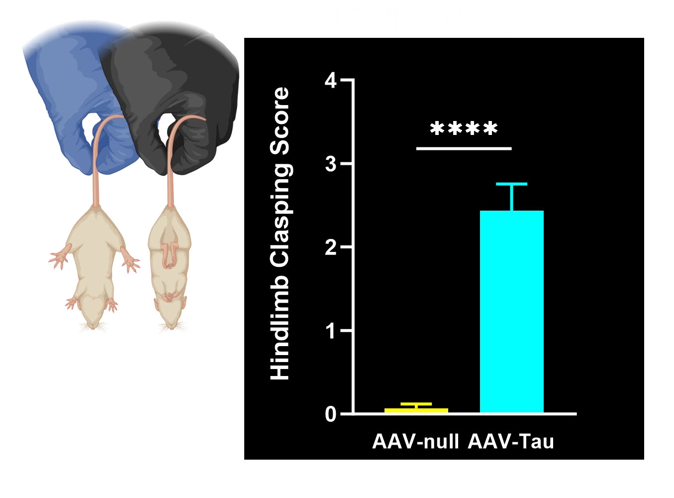后肢夹紧测试结果