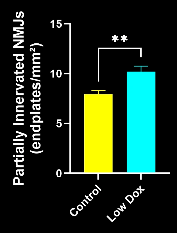 A graph showing the difference between NMJs that are partially innervated between Low Dox and control mice
