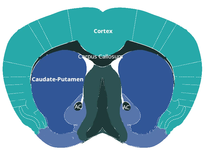 纹状体水平的图谱切面