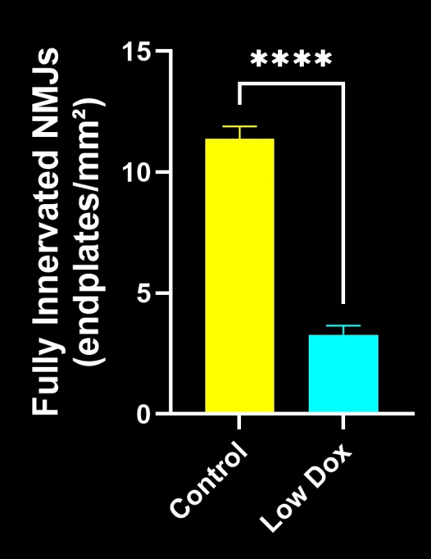 A graph showing the difference in NMJs that are fully innervated between Low Dox and control mice