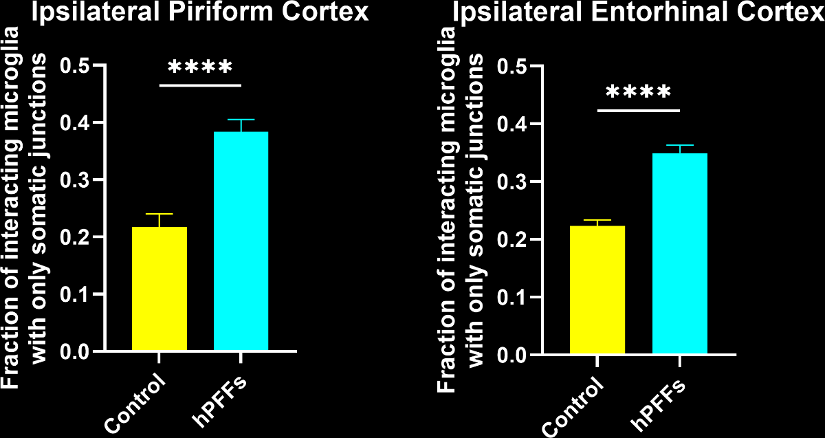 Graph showing the Increase in the fraction of interacting microglia with only process-soma interactions in the hPFFs-injected group as compared to control in the ipsilateral piriform cortex and entorhinal cortex