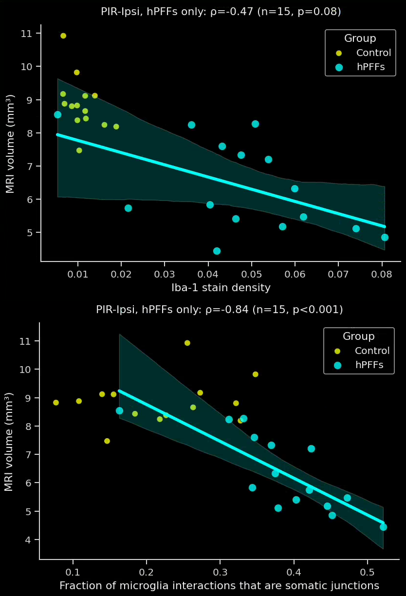 Plots showing the correlation between the MRI brain volume and the Iba-1 stain density and the fraction of interactions that are microglia to neuronal soma in the ipsilateral piriform cortex.