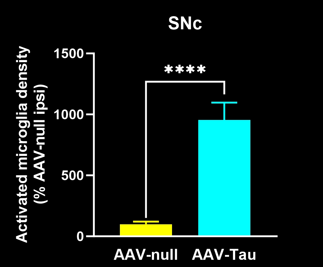 显示 SNc 中激活的小胶质细胞的 PERMITS 数据图