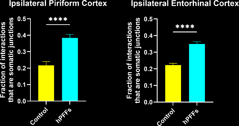 Graph showing the increase in the fraction of microglial interactions that are process-soma in the hPFFs-injected group as compared to control in the ipsilateral piriform cortex and entorhinal cortex.