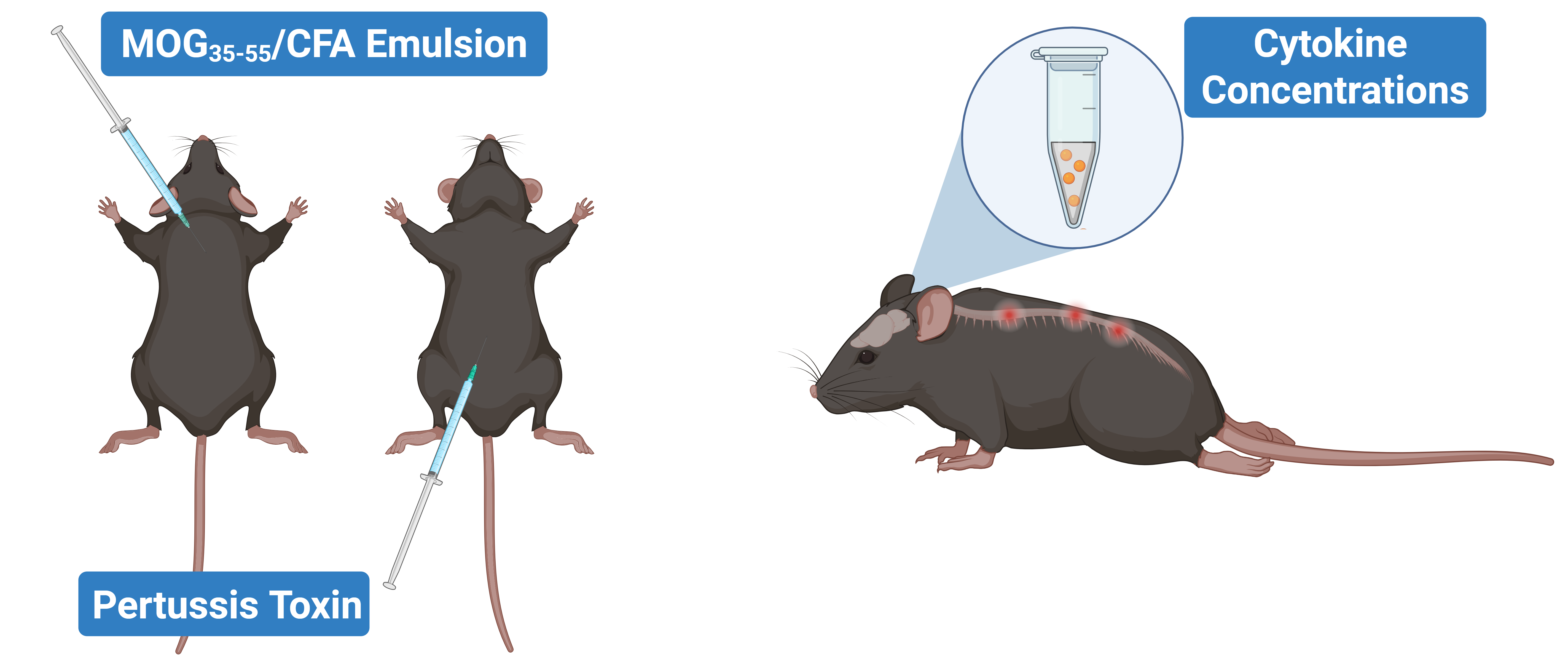 EAE Induction and cytokine analysis