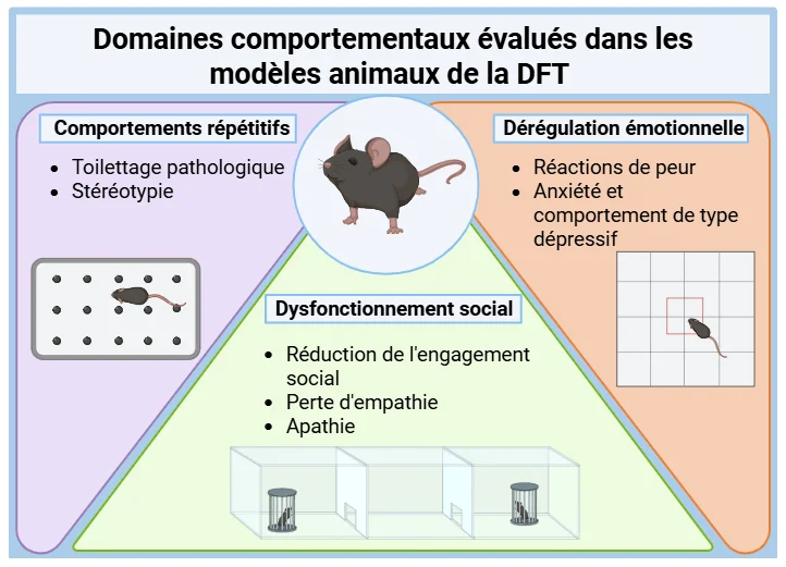 Domaines comportementaux évalués dans les modèles animaux de la DFT 