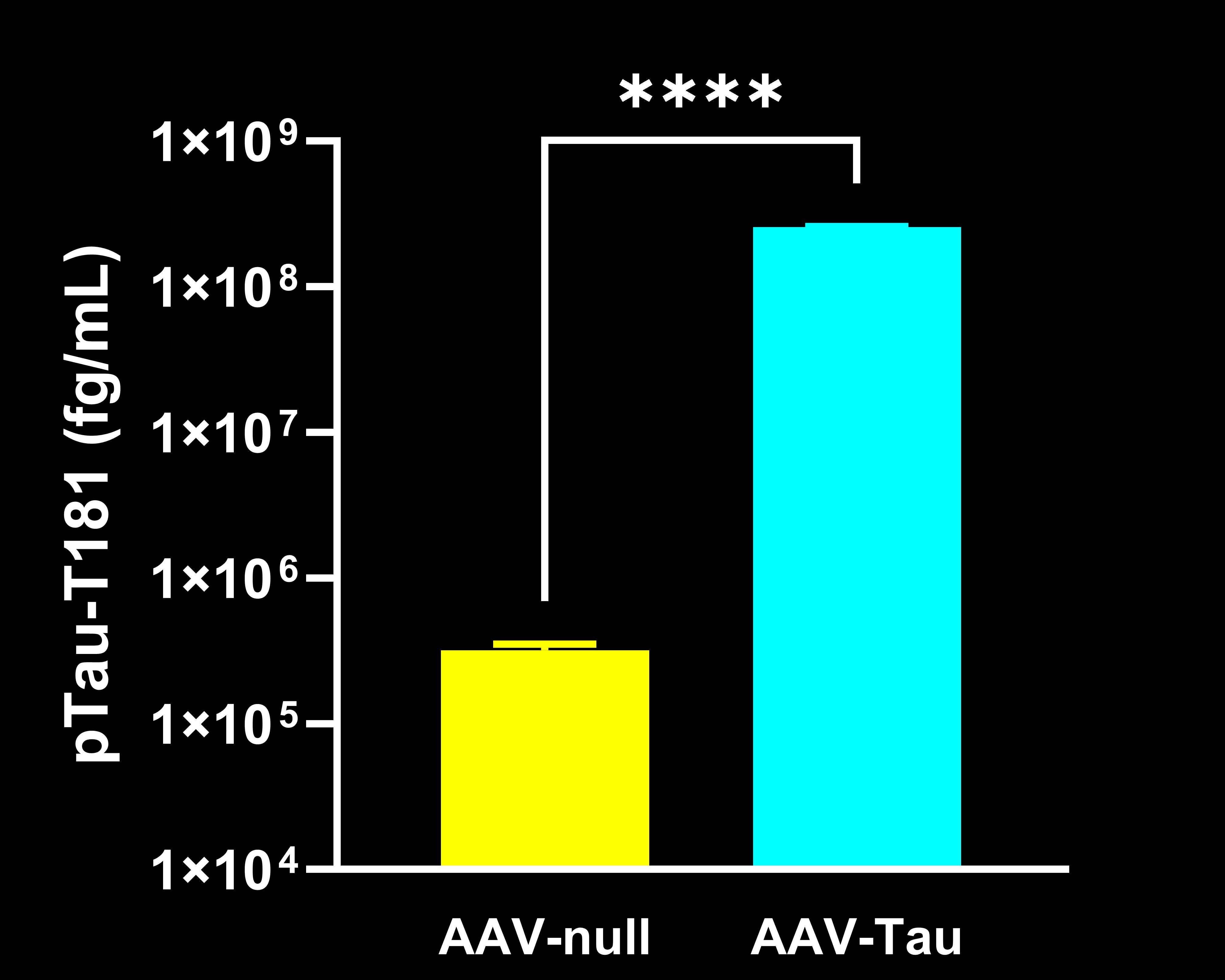 Midbrain pTau-T181 Concentraions