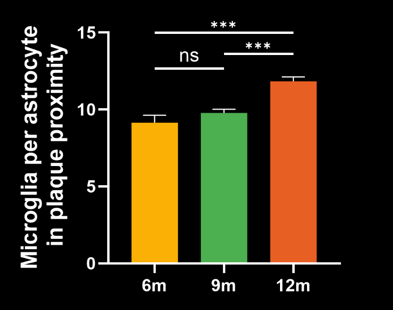 Microglia-to-Astrocyte ratio in the vicinity of Amyloid plaques in ARTE10 mice across age