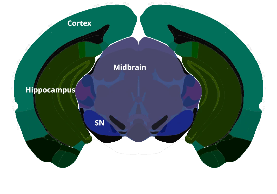 黑质下水平的冠状脑图谱