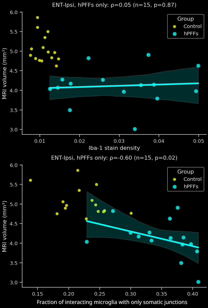 Plots showing the correlation between the MRI brain volume and the Iba-1 stain density and the fraction of interacting microglia with only microglial process to neuronal soma interactions in the ipsilateral entorhinal cortex.